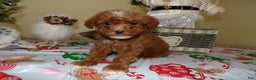 Miniature Poodle dogs for sale: Miniature Poodle Puppy 5 Peace - Ad 3