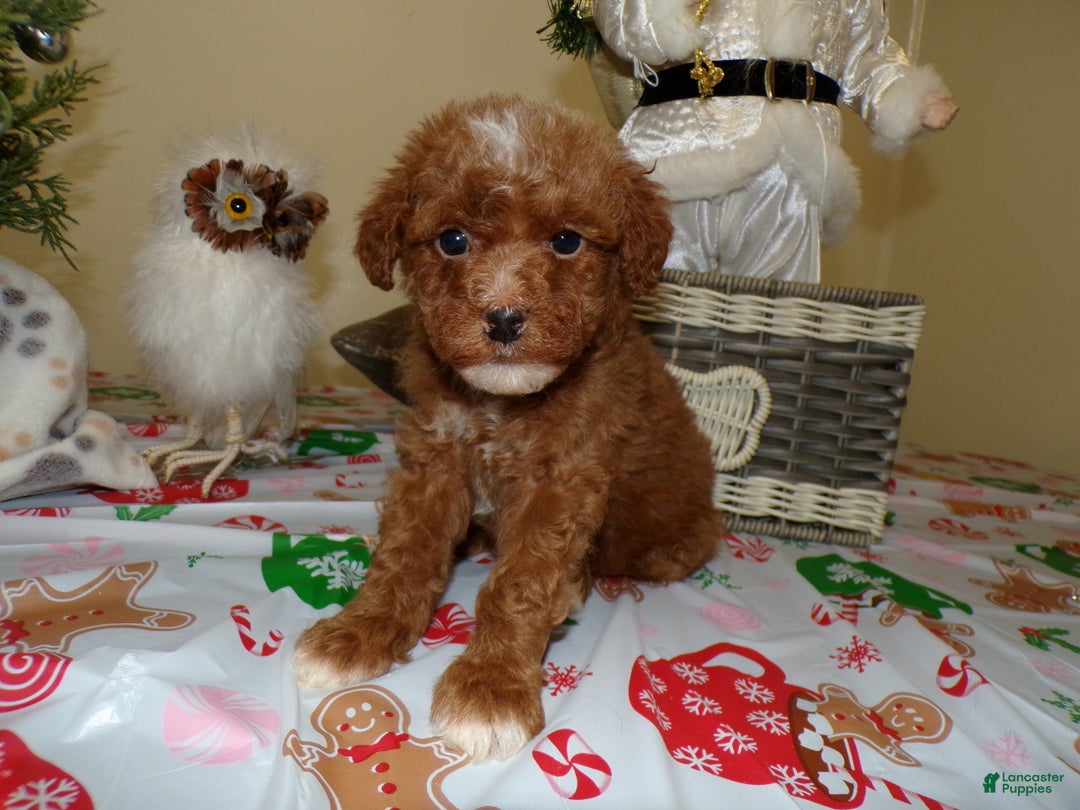 Miniature Poodle dogs for sale: Miniature Poodle Puppy 5 Peace - Ad 3