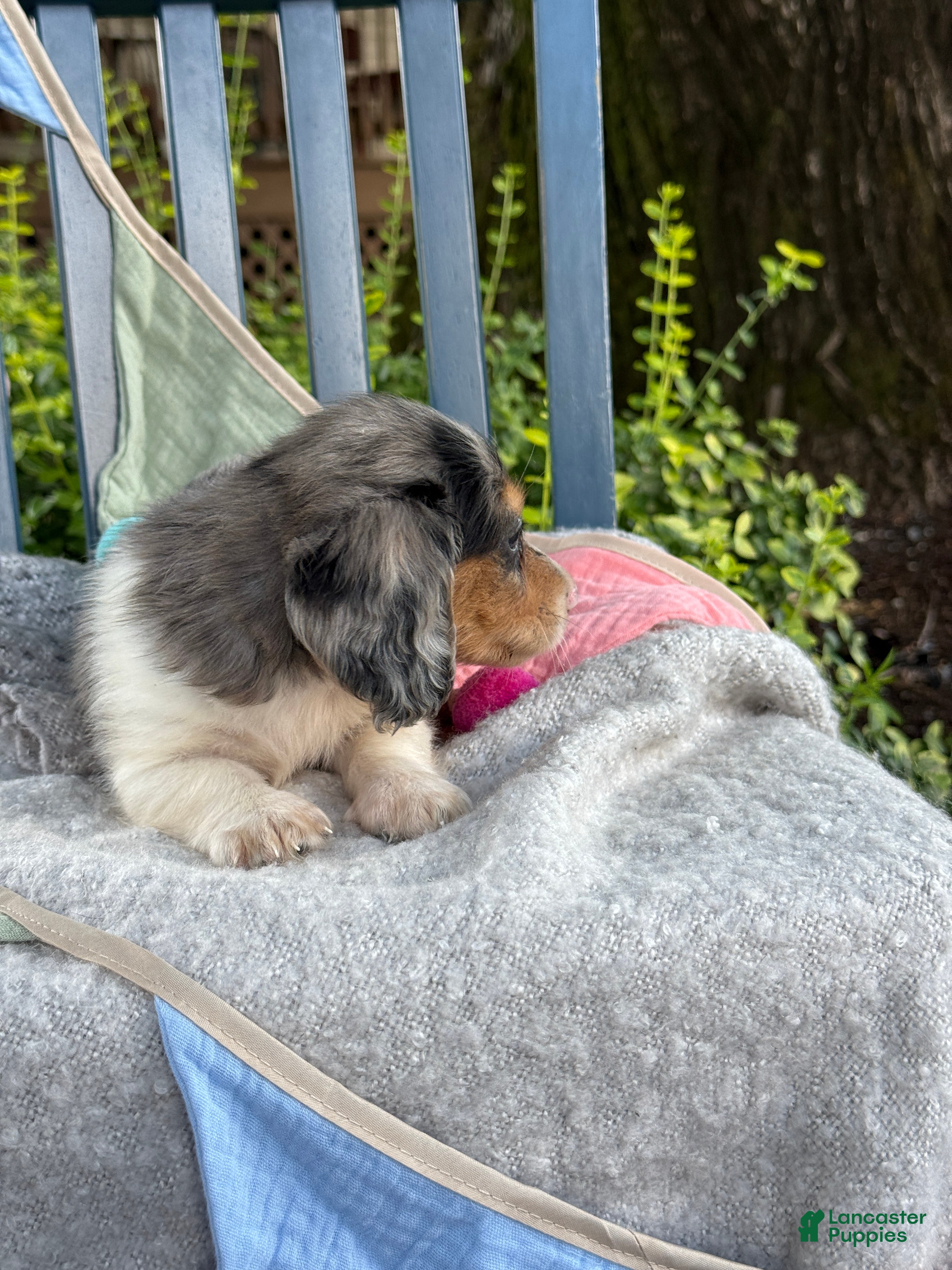Miniature Dachshund dogs Theo - Ad 2