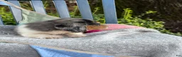 Miniature Dachshund dogs for sale: Theo - Ad 2