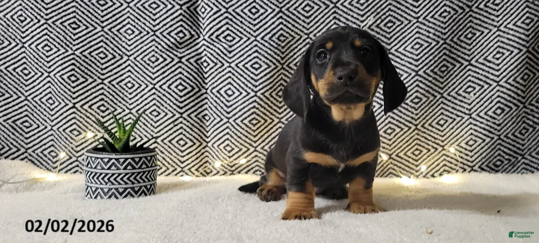 Miniature Dachshund dogs for sale: Jake - Ad 3