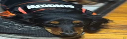 Miniature Dachshund dogs for sale: Bo - Ad 5