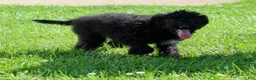 Miniature Labradoodle dogs for sale: Ace - Ad 4
