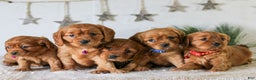 Miniature Golden Retriever dogs for sale: Dove  - Ad 6