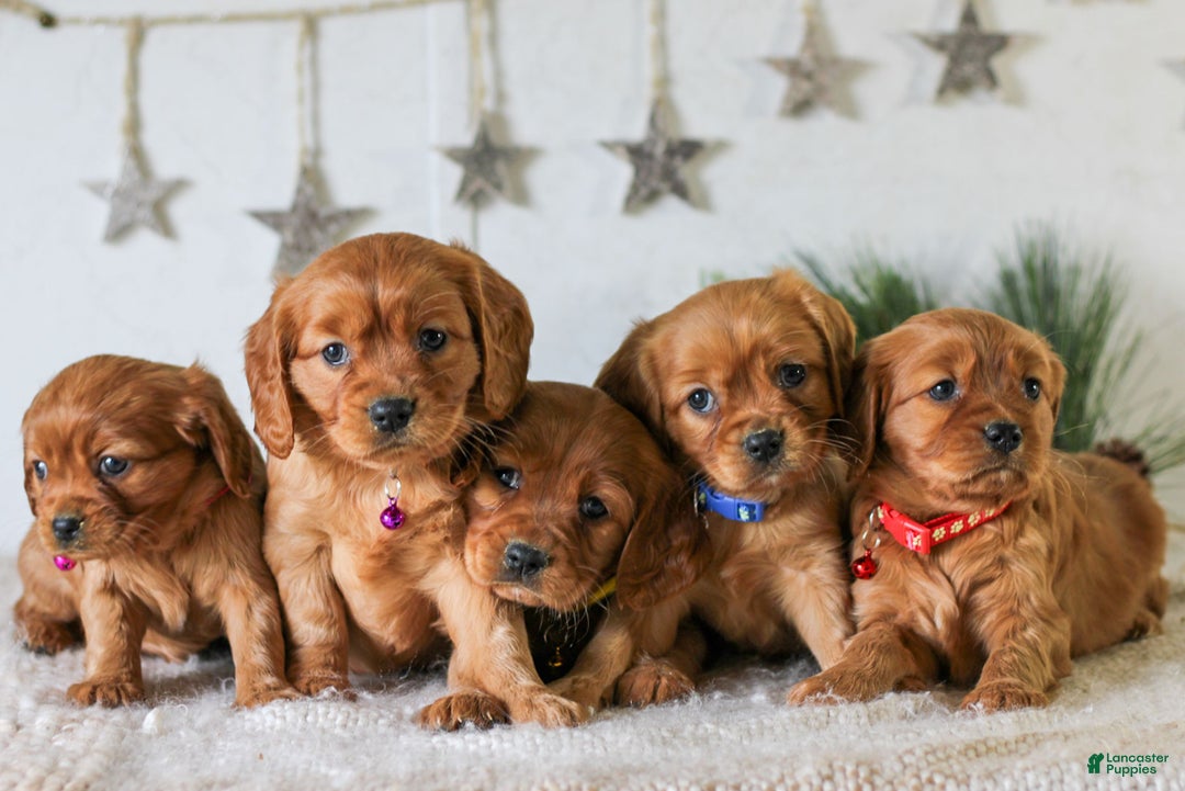 Miniature Golden Retriever dogs for sale: Dove  - Ad 6