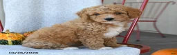 Cockapoo dogs for sale: Boots - Ad 3