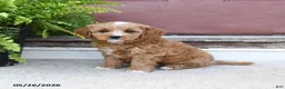 Cavapoo dogs for sale: Cuddles - Ad 2