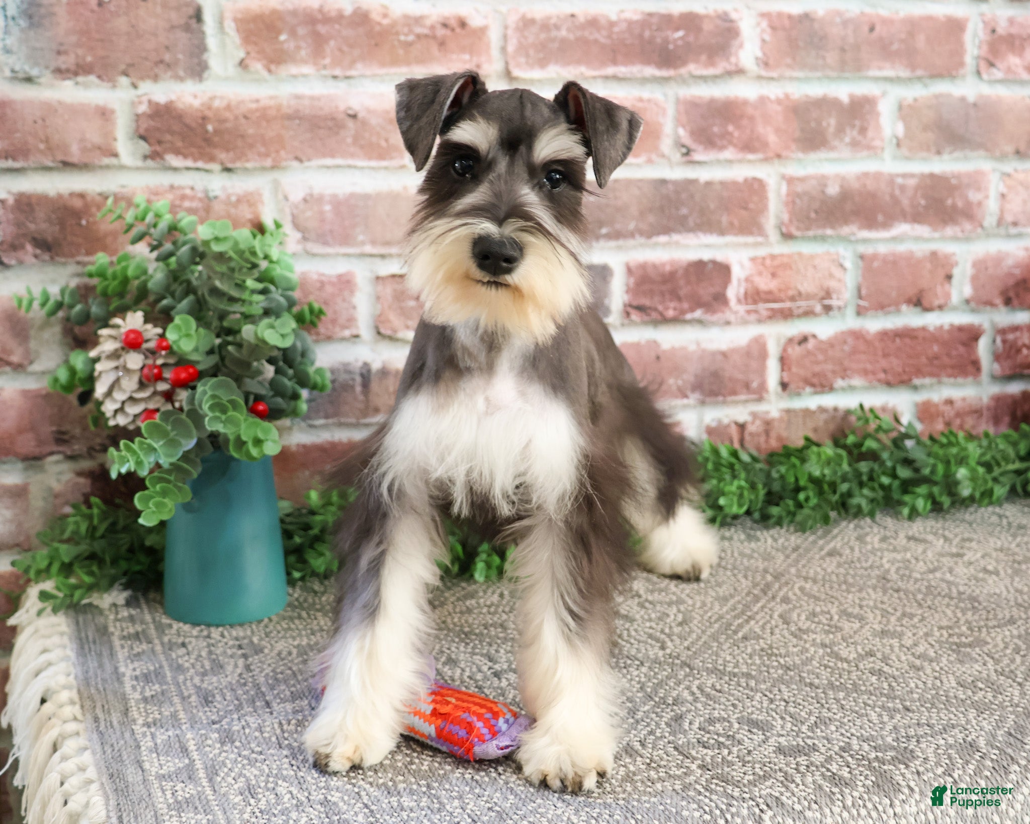 Miniature Schnauzer dogs Maureen  - Ad 40