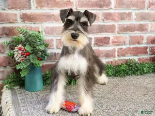 Miniature Schnauzer dogs Maureen - Ad 40