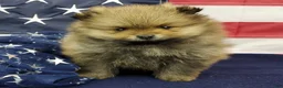 Pomeranian dogs for sale: Jax - Ad 8