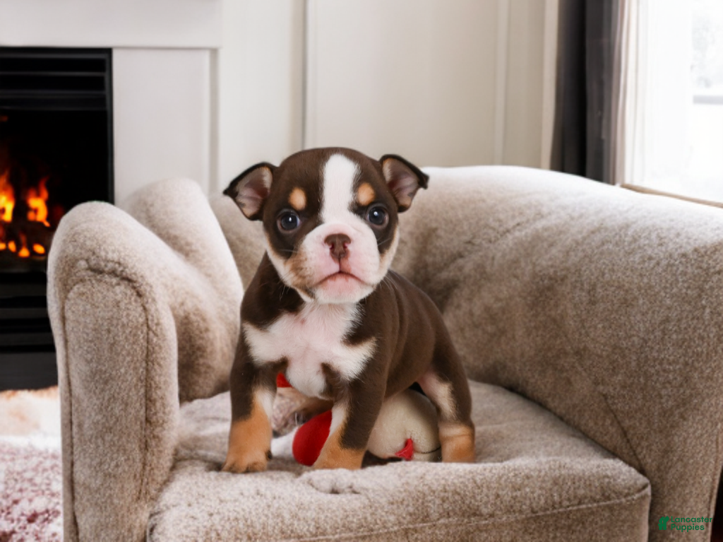 English Bulldog dogs Claire - Ad 1