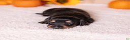 Miniature Dachshund dogs for sale: Casper - Ad 5