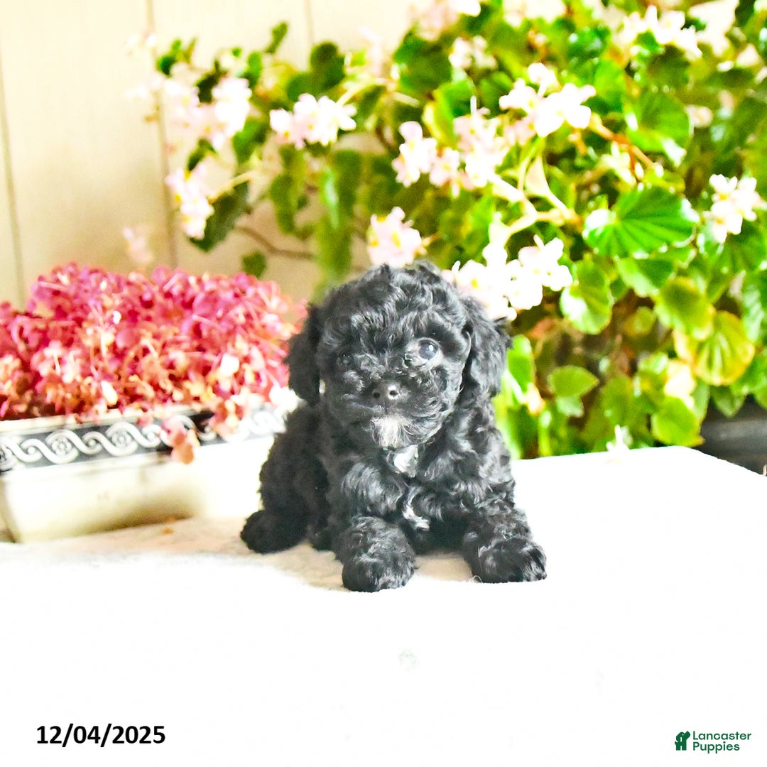 Toy Poodle dogs for sale: Sparkle - Ad 2