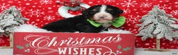 Bernese Mountain Dog dogs for sale: Pumbaa  - Ad 3