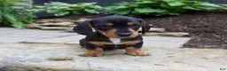 Miniature Dachshund dogs for sale: Grady - Ad 8