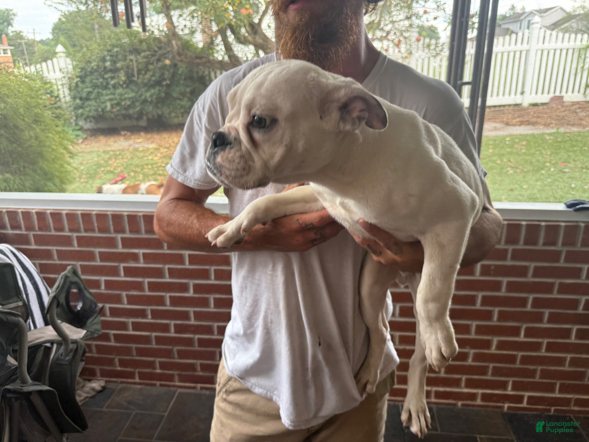 Mixed Breed dogs Meatball  - Ad 14