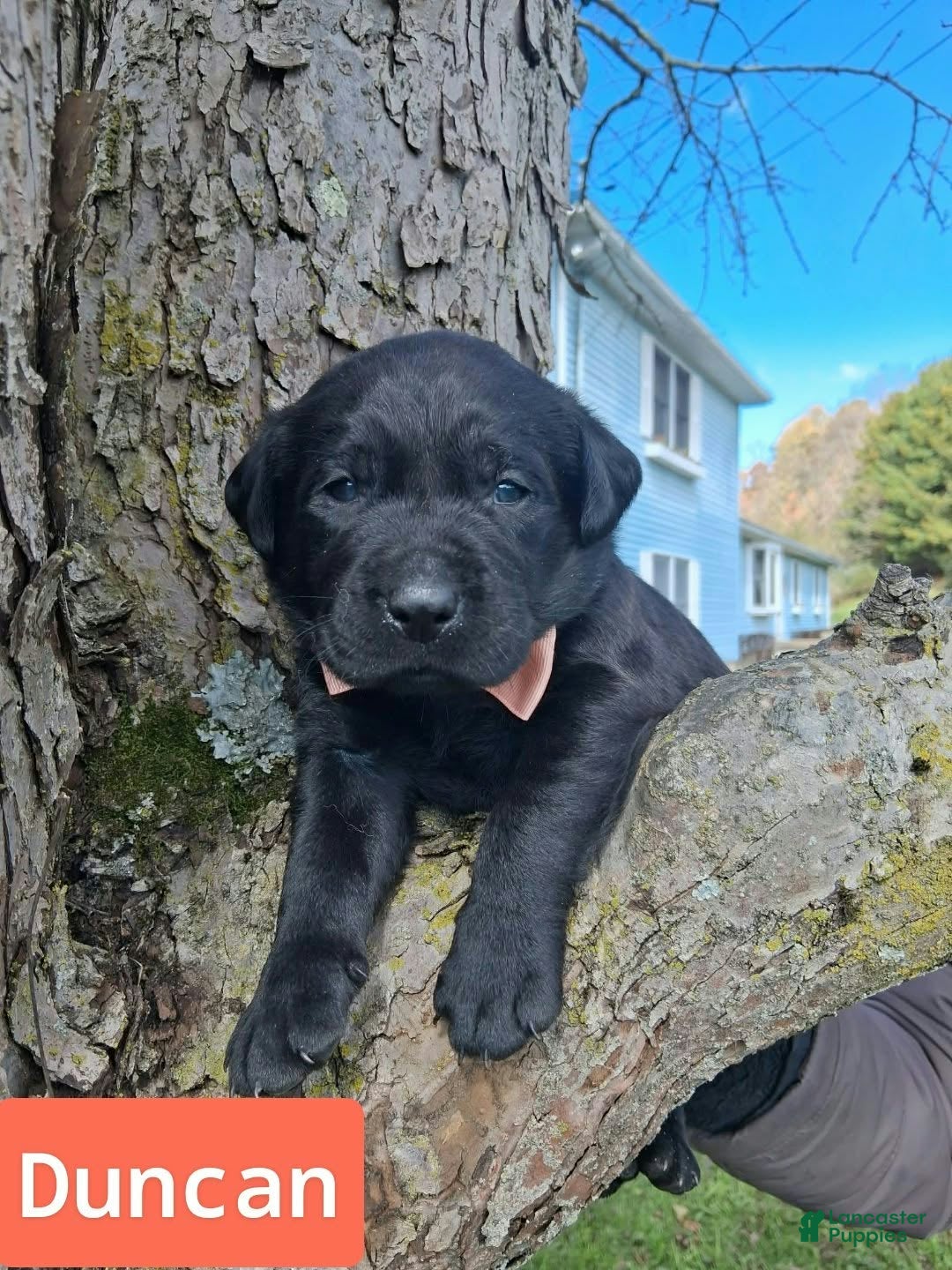 Labrador Retriever dogs for sale: Duncan - Ad 1