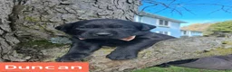 Labrador Retriever dogs for sale: Duncan - Ad 1