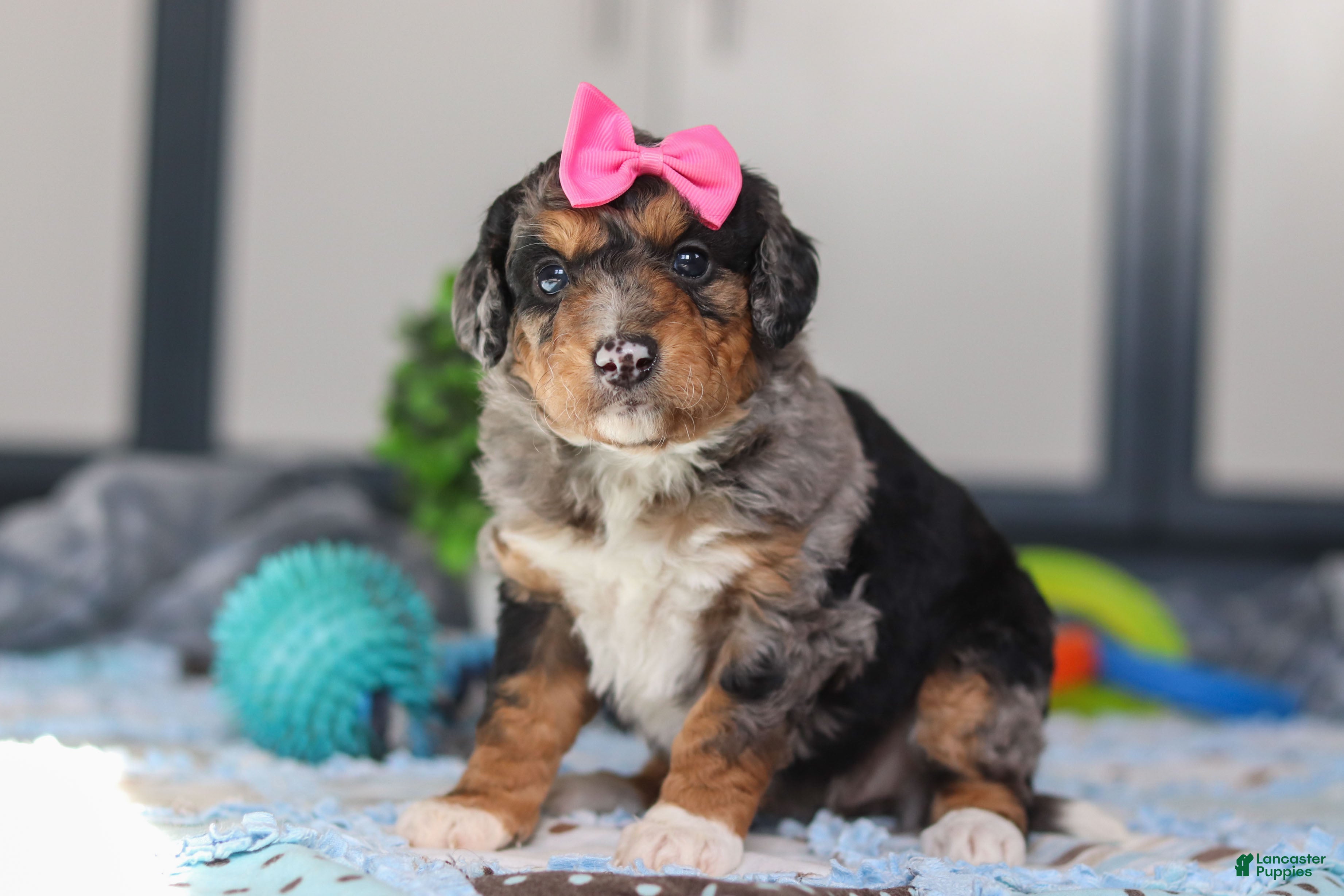 Mini Bernedoodle dogs Pearl - Ad 2