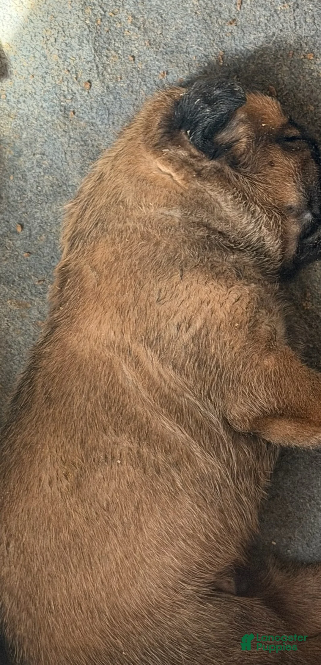 Cane Corso dogs for sale: Yellow Collar - Ad 1