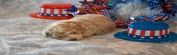 Havapoo dogs for sale: Oscar - Ad 2