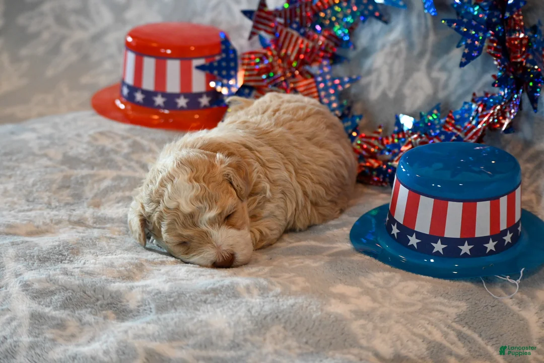 Havapoo dogs for sale: Oscar - Ad 2