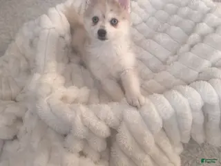 Pomsky dogs Female light grey multi color - Ad 25