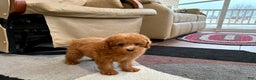 Maltipoo dogs for sale: Red Sugar  - Ad 9