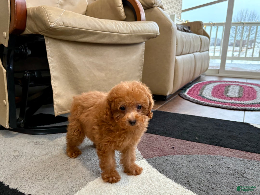 Maltipoo dogs for sale: Red Sugar  - Ad 9