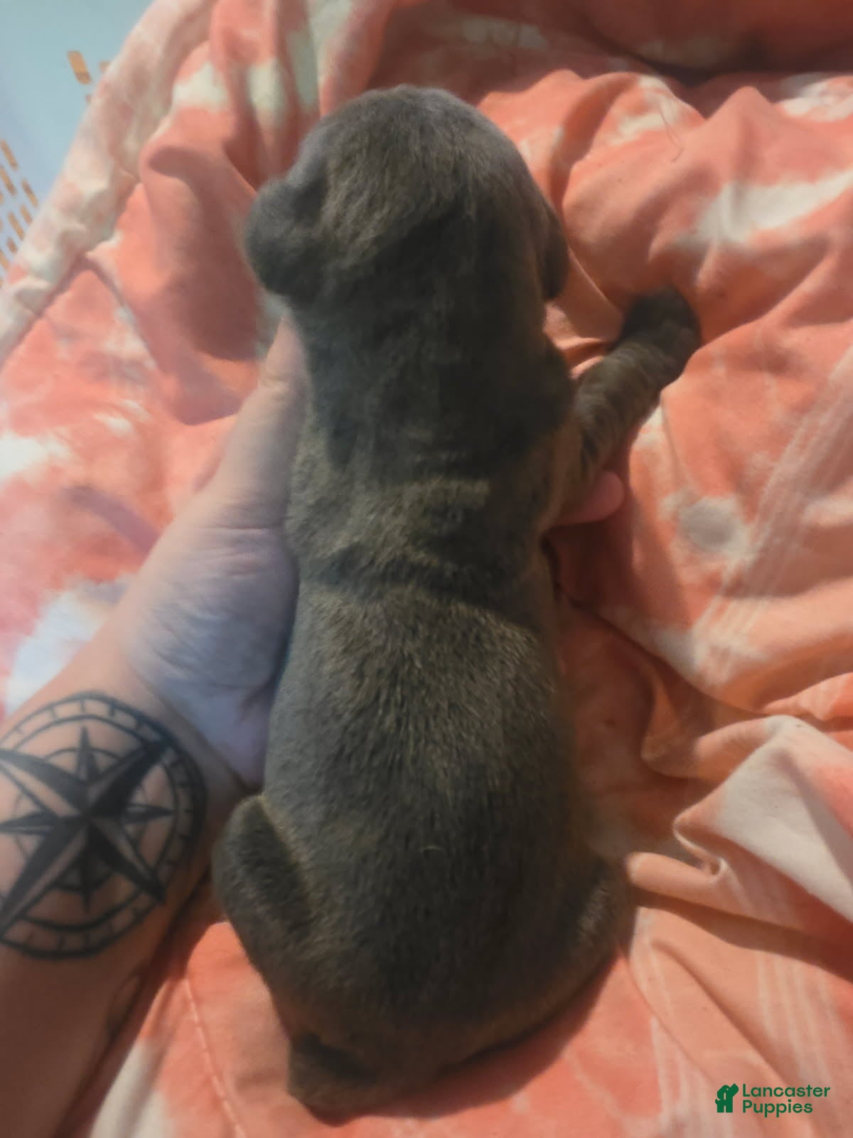 Cane Corso dogs Gray Brindle Female 3 - Ad 39