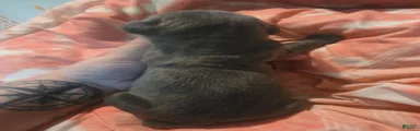 Gray Brindle Female 3
