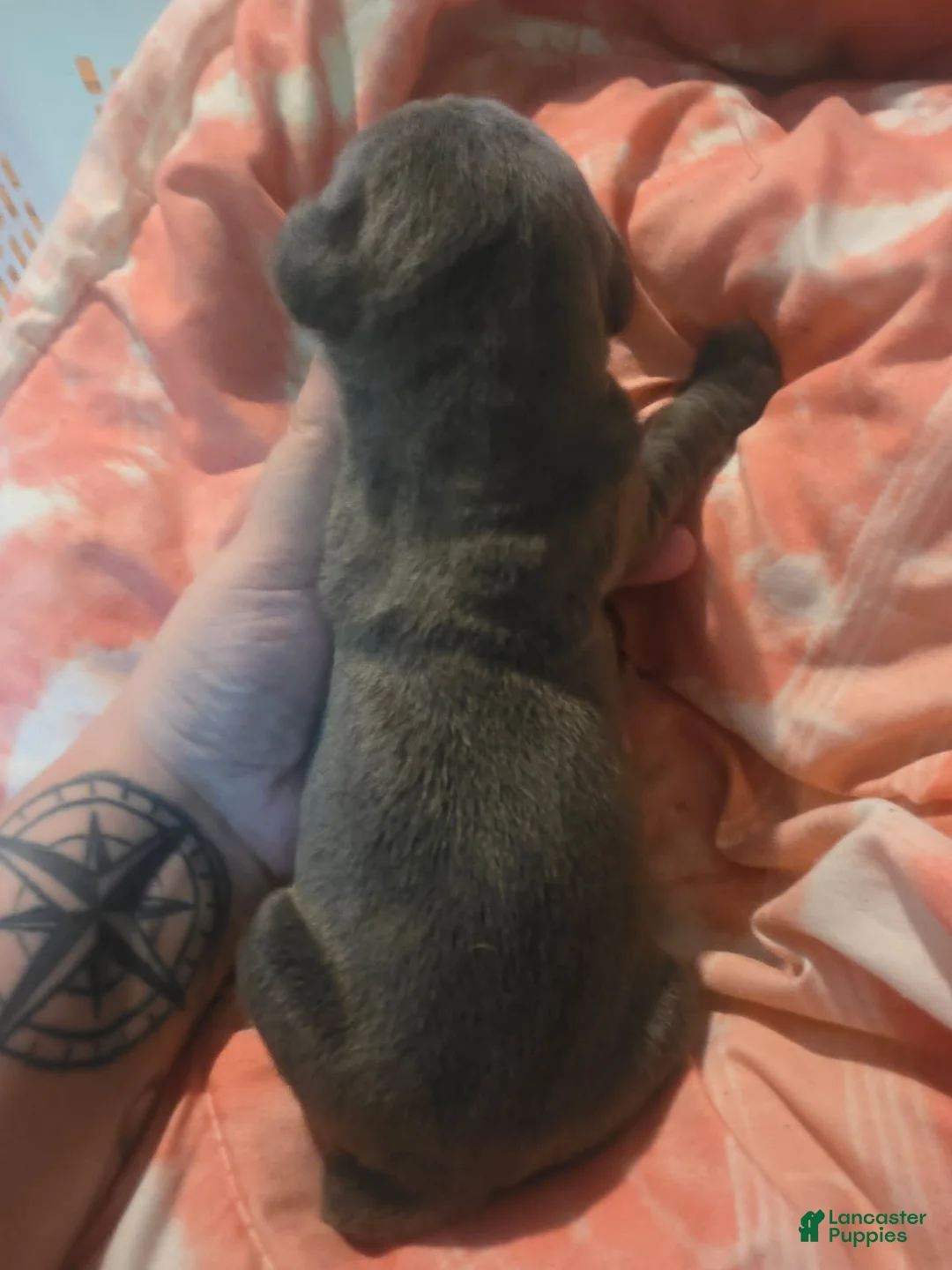 Cane Corso dogs for sale: Gray Brindle Female 3 - Ad 1