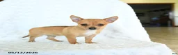Chihuahua dogs for sale: Rusty - Ad 3