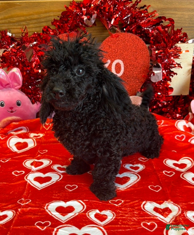 Toy Poodle dogs Arlo - Ad 32