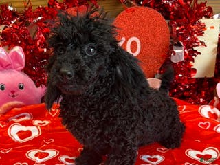 Toy Poodle dogs Arlo - Ad 35