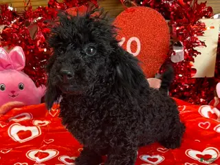Toy Poodle dogs Arlo - Ad 37
