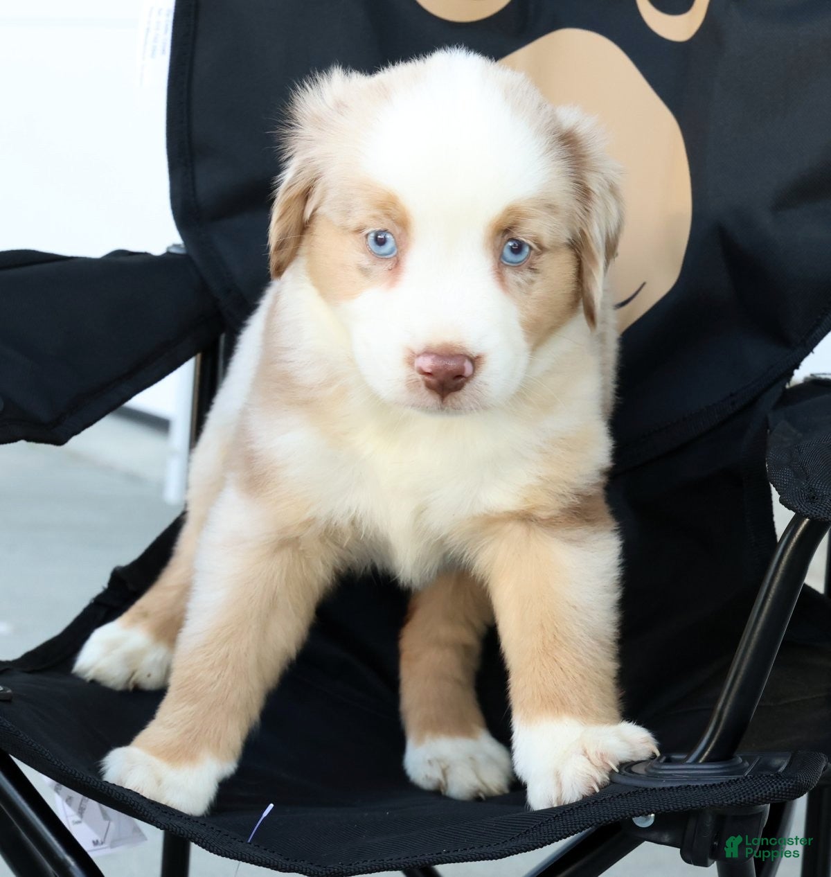 Miniature Australian Shepherd dogs for sale: Tulip - Ad 8
