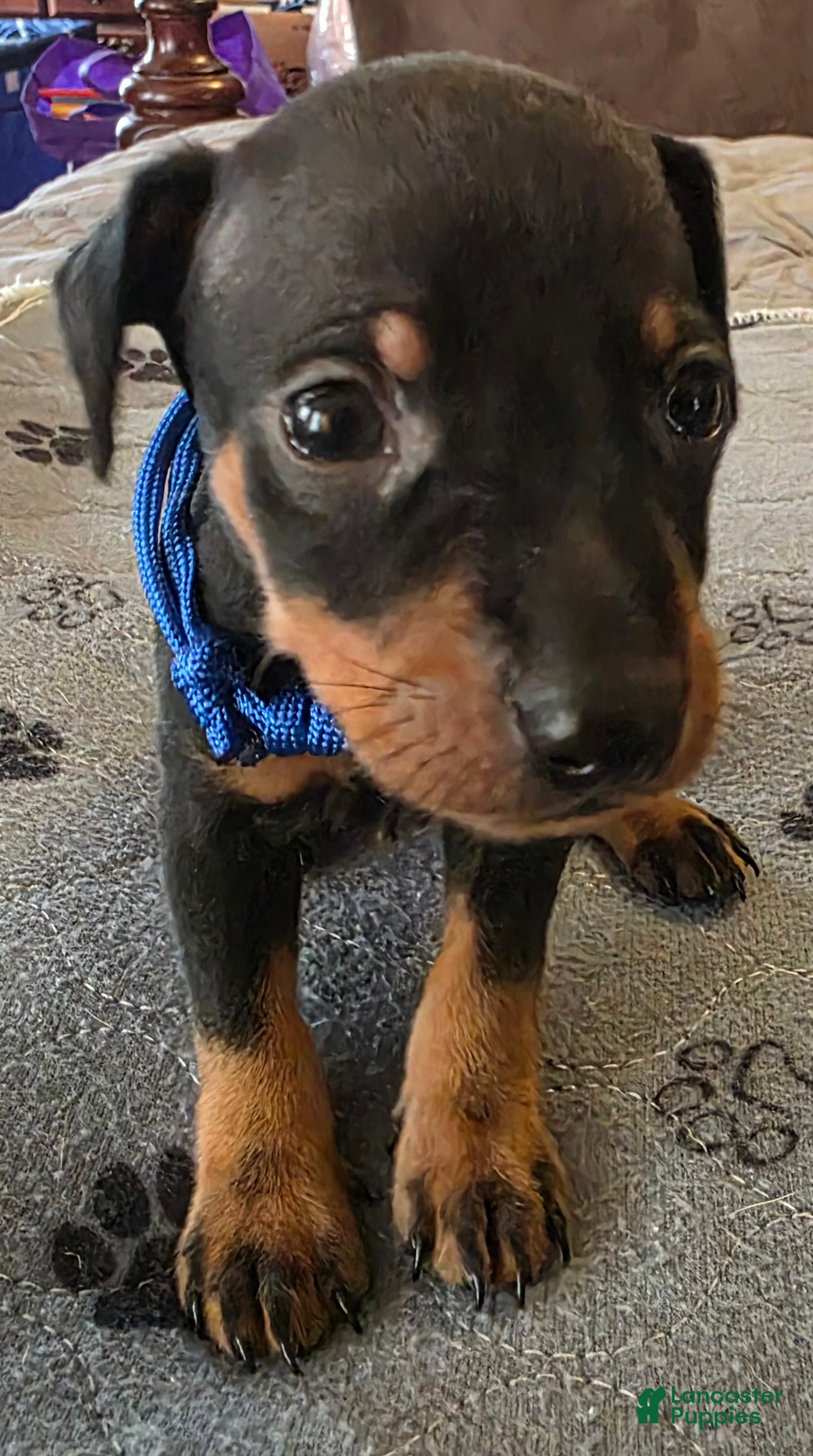 Miniature Pinscher dogs G-blue - Ad 2
