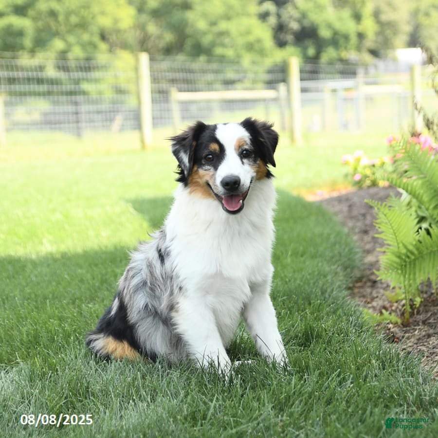 Miniature Australian Shepherd dogs Tucker - Ad 33