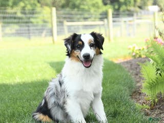 Miniature Australian Shepherd dogs Tucker - Ad 41