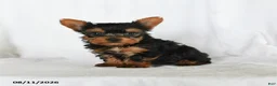 Yorkshire Terrier dogs for sale: Tilly - Ad 2