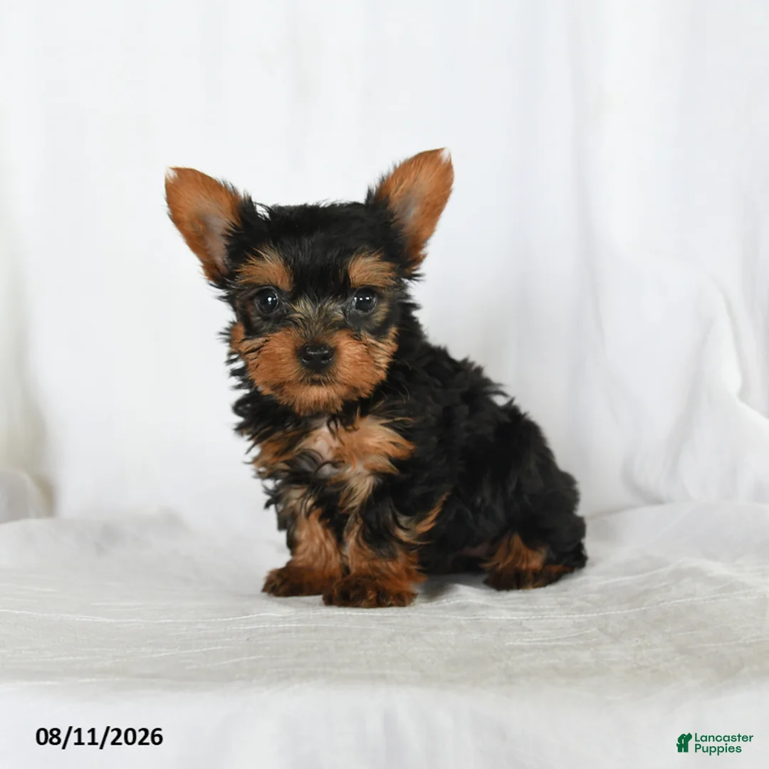 Yorkshire Terrier dogs for sale: Tilly - Ad 2