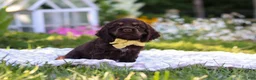 Cocker Spaniel dogs for sale: Archie - Ad 5