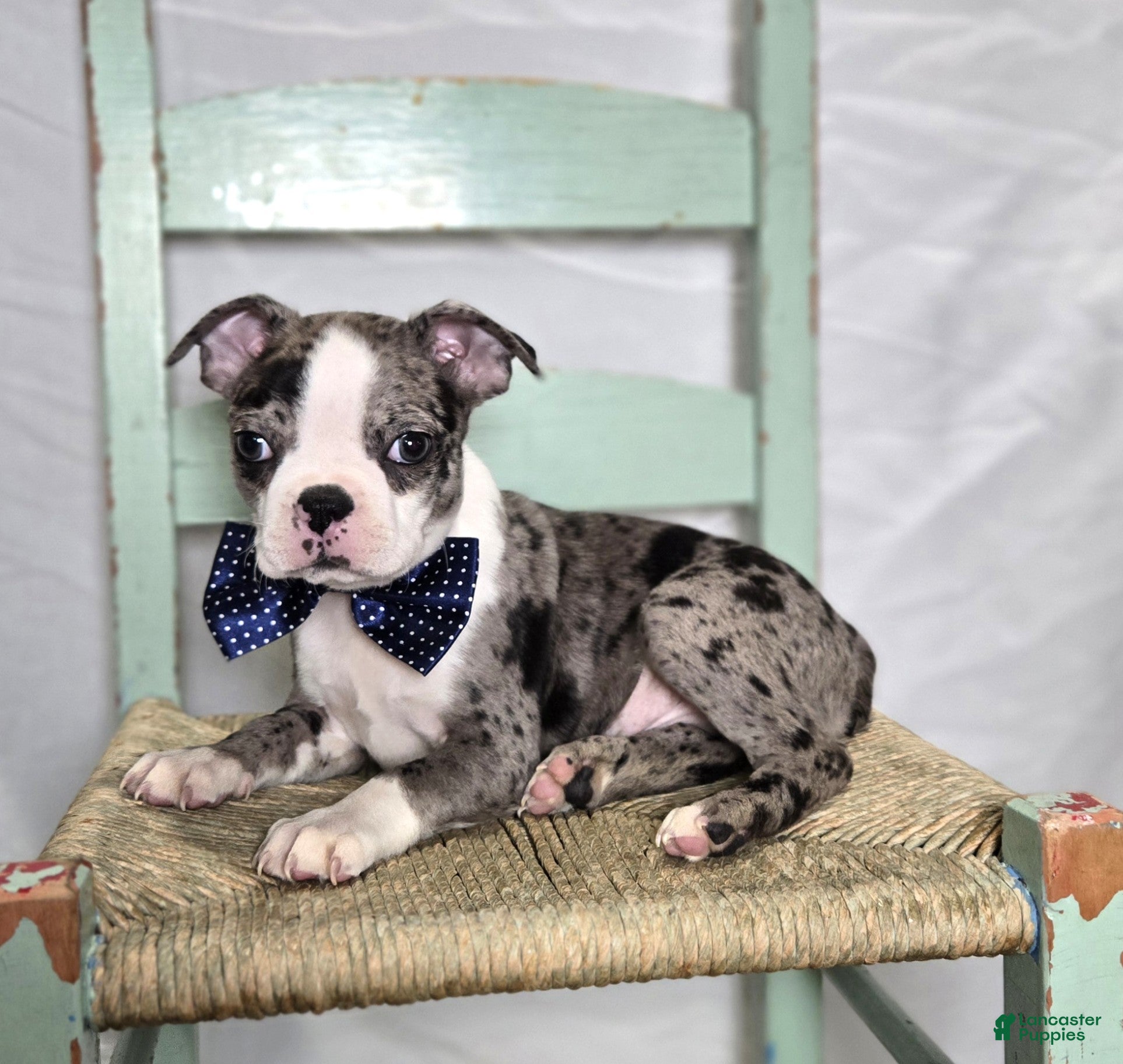 Boston Terrier dogs Champ - Ad 22