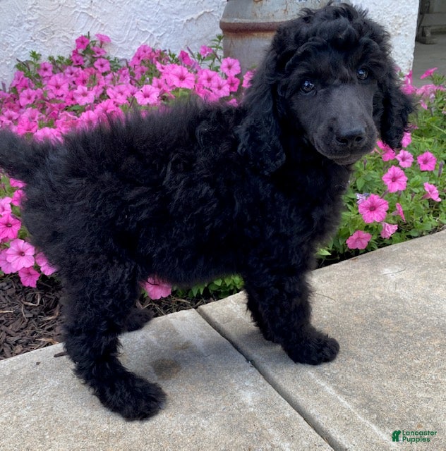 Standard Poodle dogs Teddy- genetic clear - Ad 1