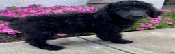 Standard Poodle dogs for sale: Teddy- genetic clear - Ad 1
