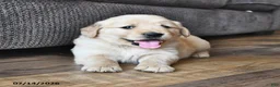 Mixed Breed dogs for sale: Tootsie - Ad 5