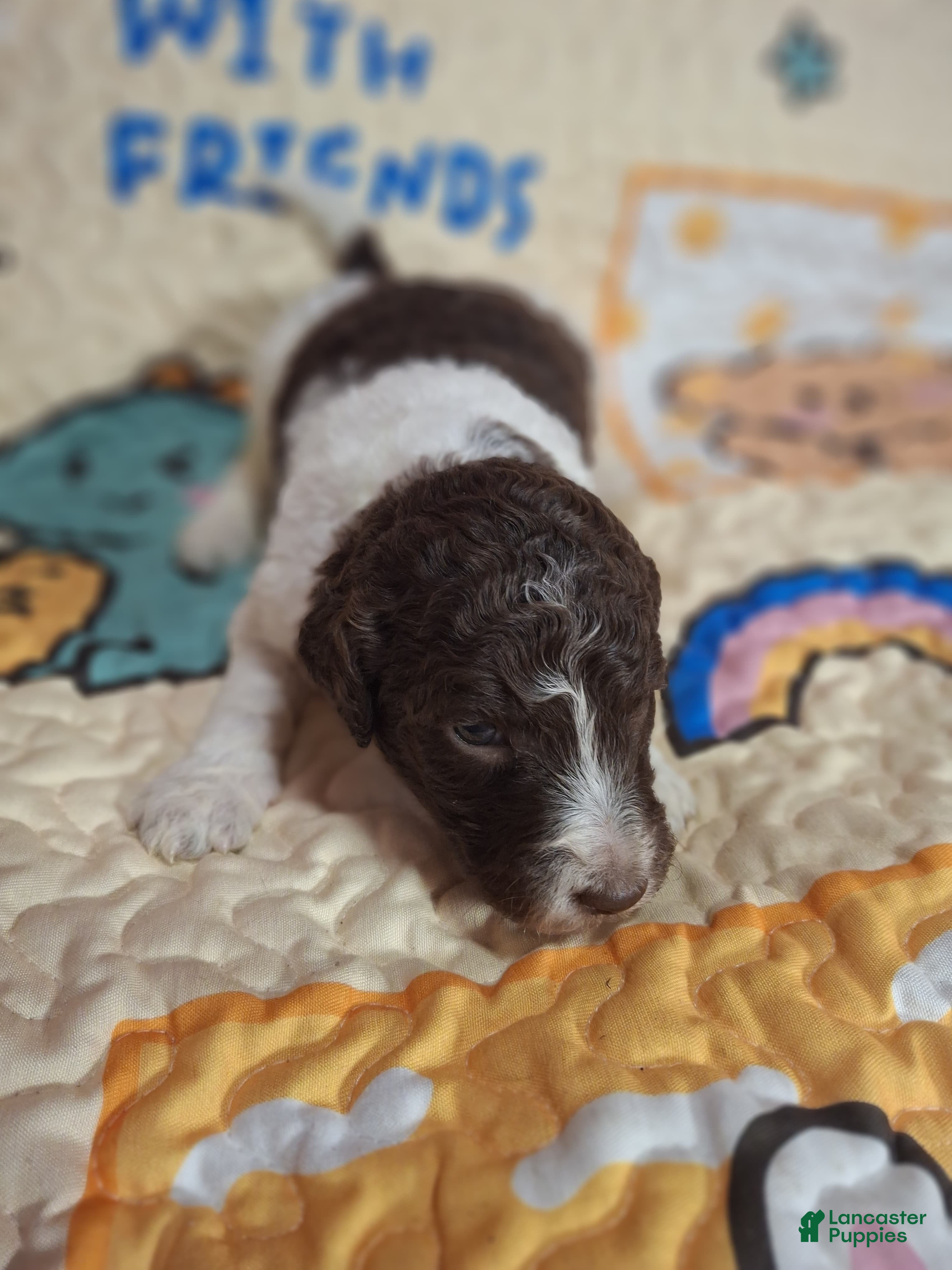 Labradoodle dogs Goji - Ad 23