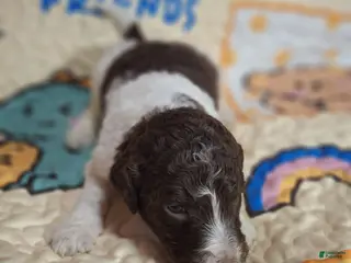 Labradoodle dogs Goji - Ad 25