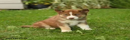 Siberian Husky dogs for sale: Holly - Ad 4
